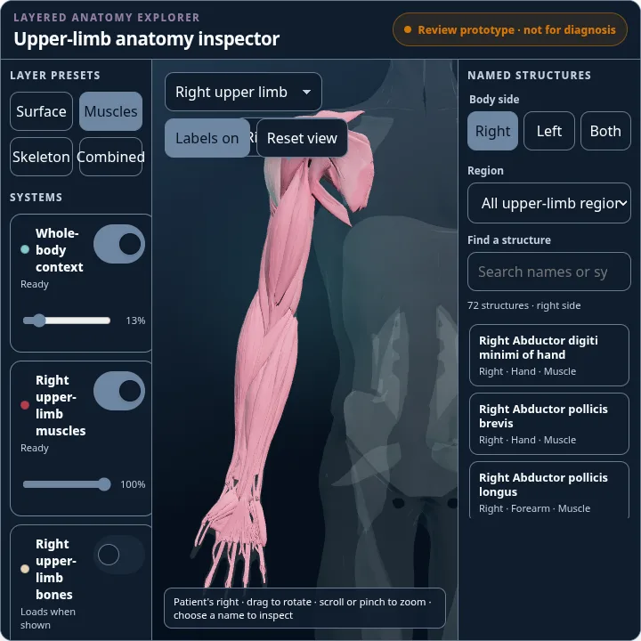 Upper-limb anatomy preview with structure isolation controls.